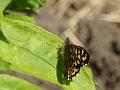 2014-0416-1105_Speckled_Wood_12,1C